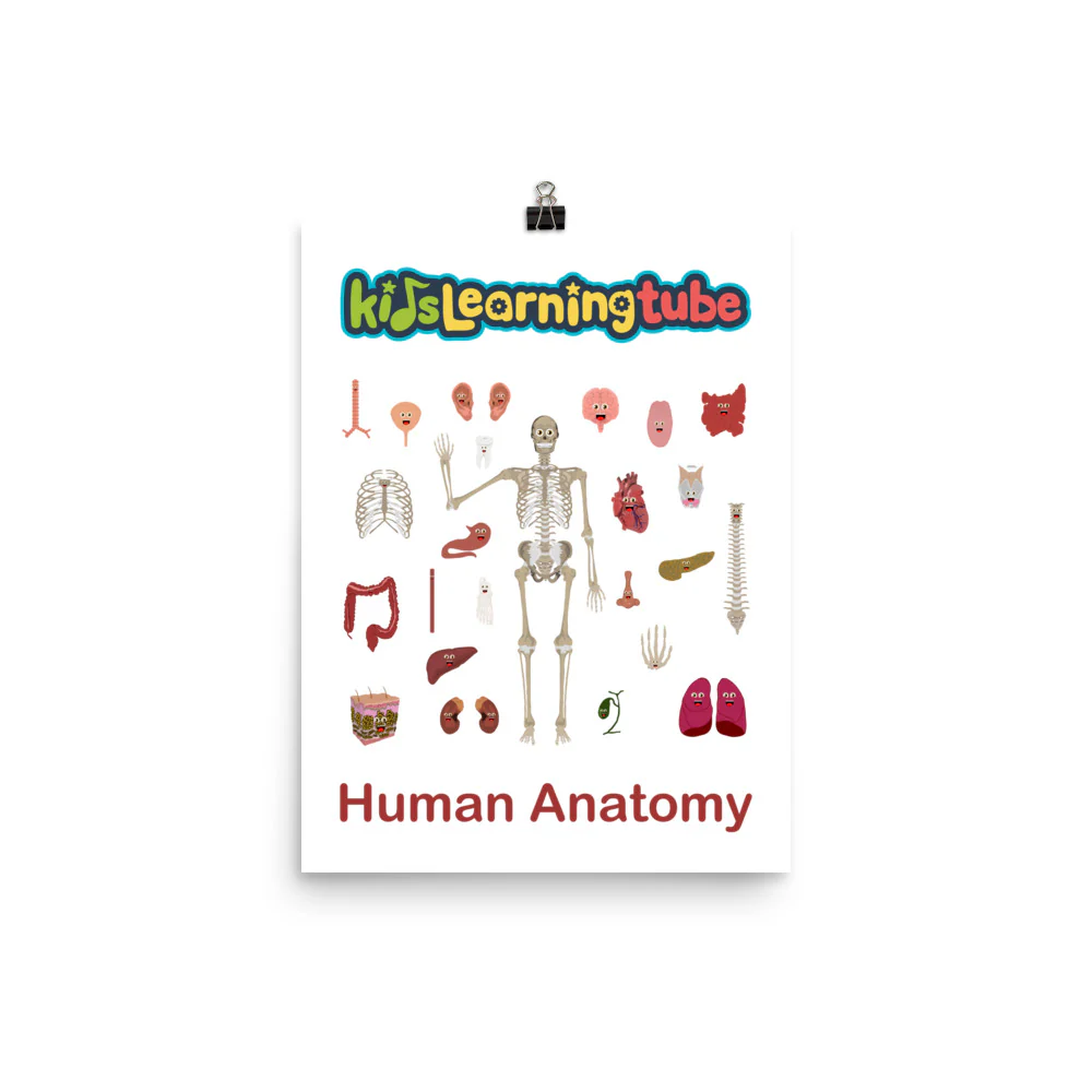 'Human Anatomy' Poster - Image 3