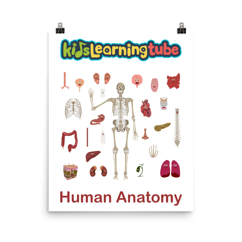 'Human Anatomy' Poster - Image 4